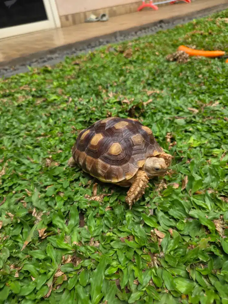 Sulcata Kura-Kura Darat 15 Cm Sehat Lincah