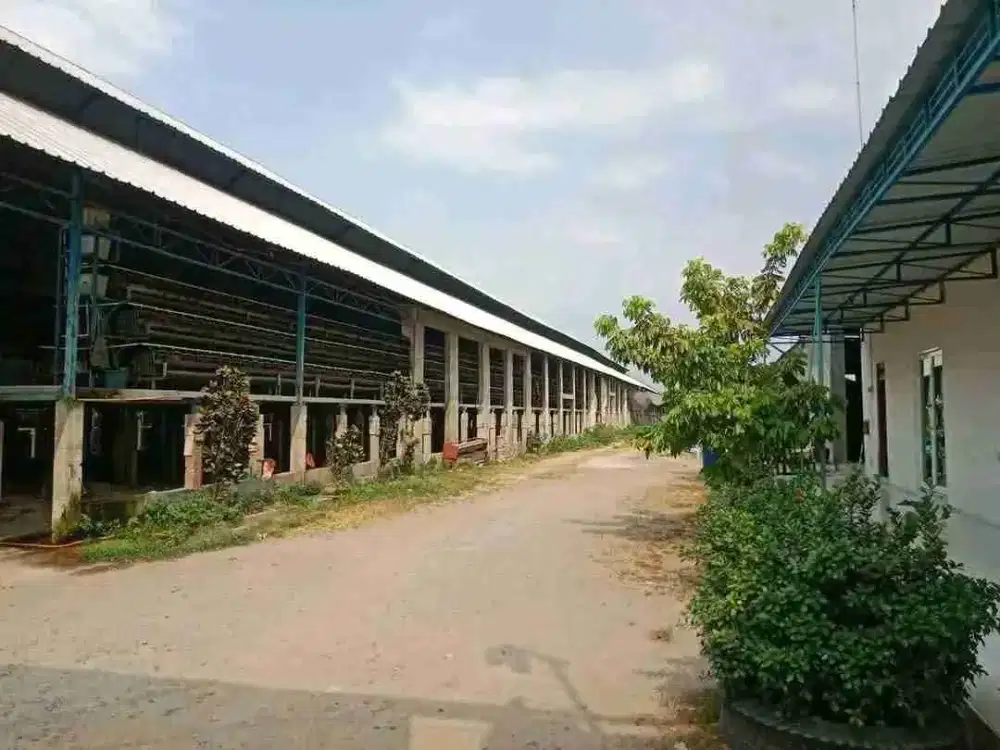 jual cepat kandang ayam masih aktif tinggal nerusin usaha di Ngoro -kota Jombang - Jatim.