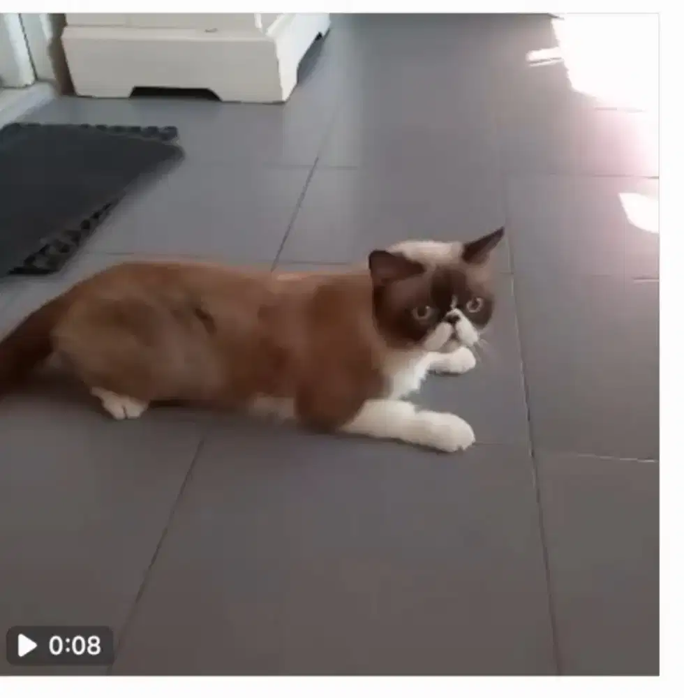 Adopsi kucing flatnose