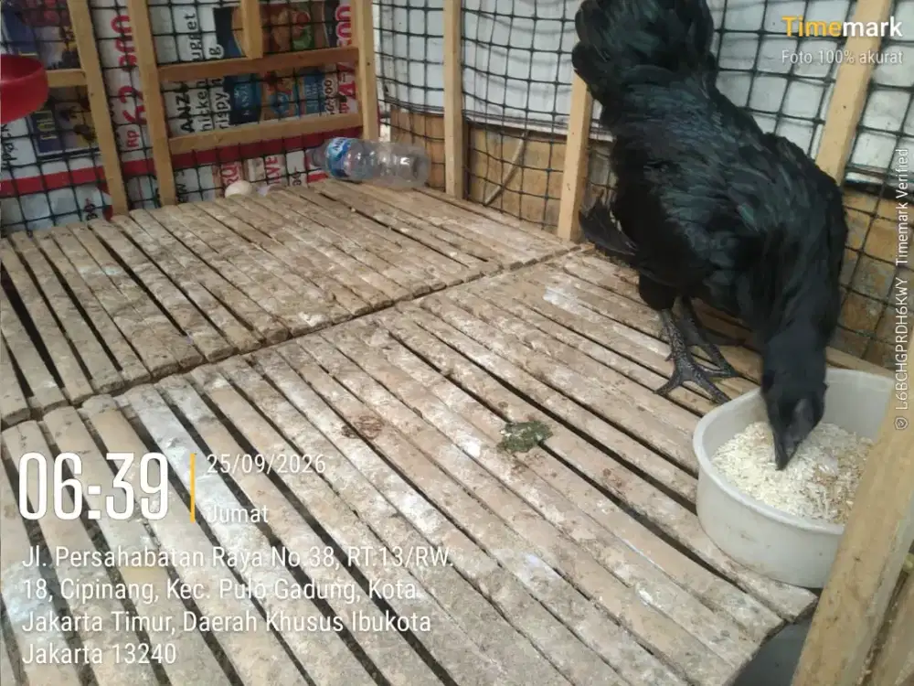 AYAM CEMANI BETINA SUDAH BERTELUR