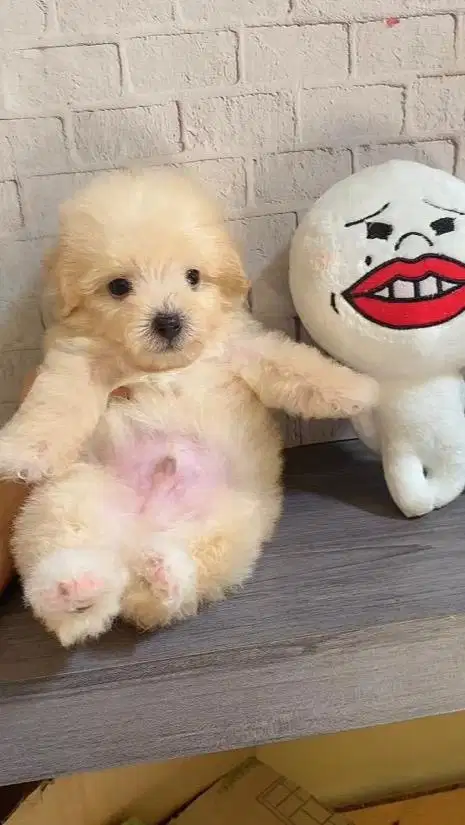 Puppy poodle dan shitzu pure