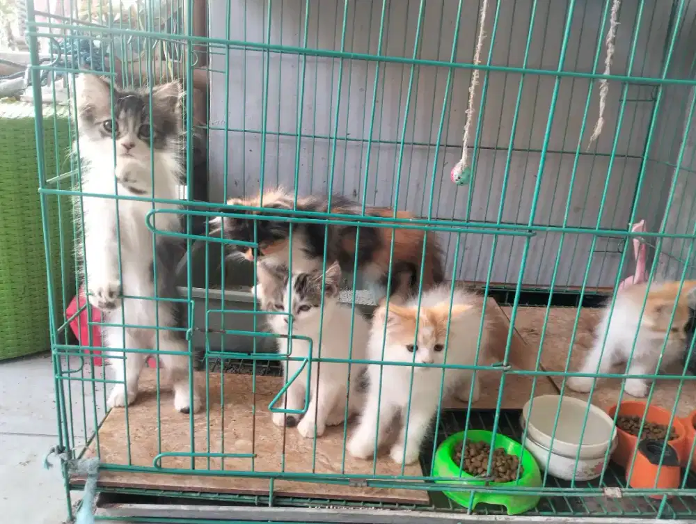 Dijual kucing calico flat longhair + 4 kitten