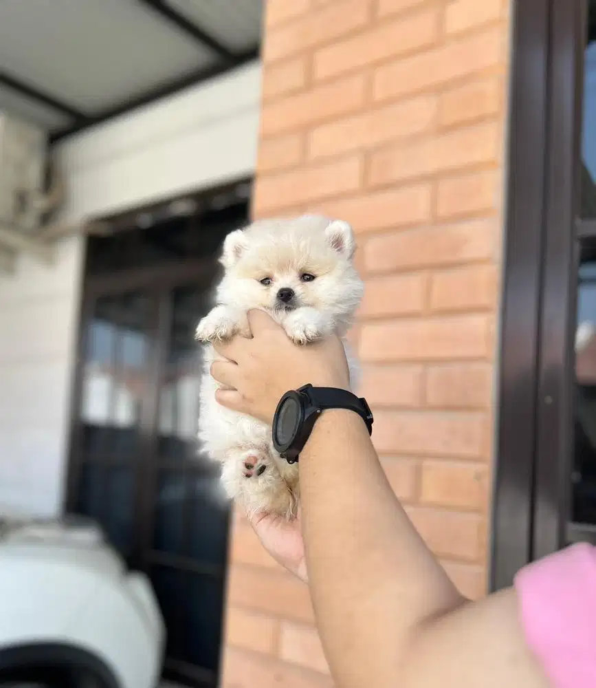 Anjing / puppies minipom betina putih super cute