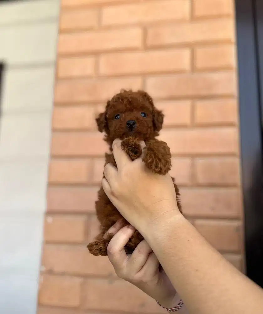 Puppies / anjing red toy poodle cute