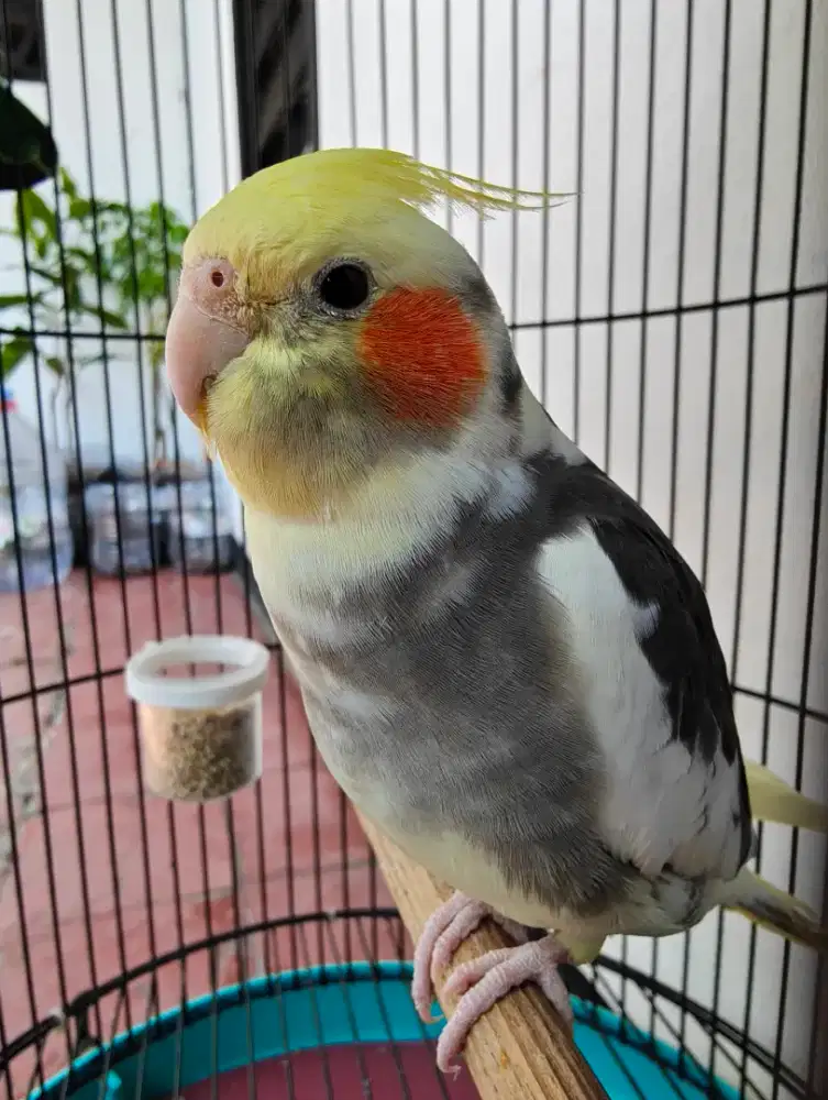 Burung Falk Parkit Australia Jantan