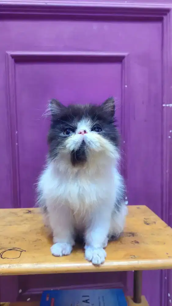 Persia Peaknose Pacak Kawin