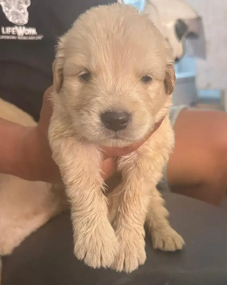 Anjing / puppies golden retriever cute