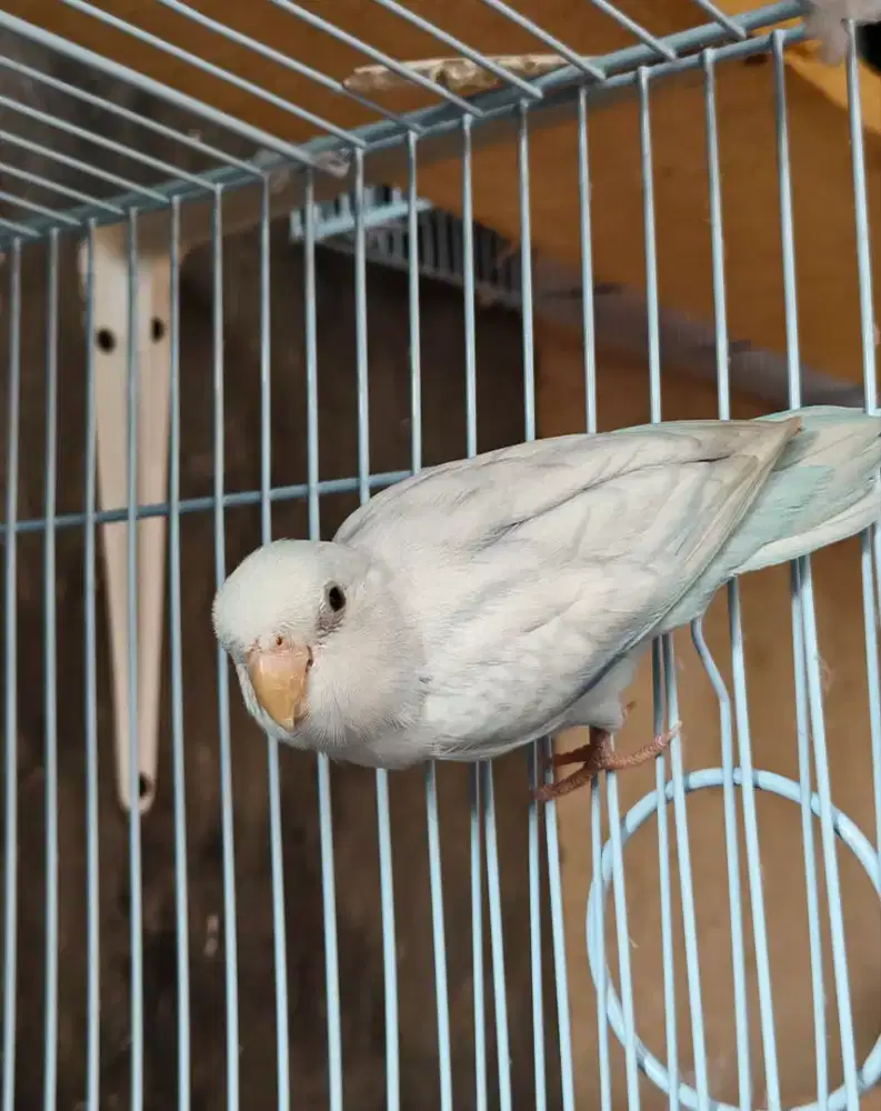 Burung Parrotlet Forpus American White Pacific