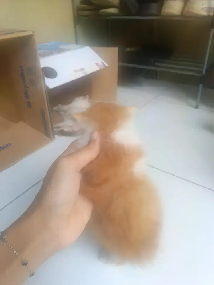 Jual kucing kitten usia 1 bulan