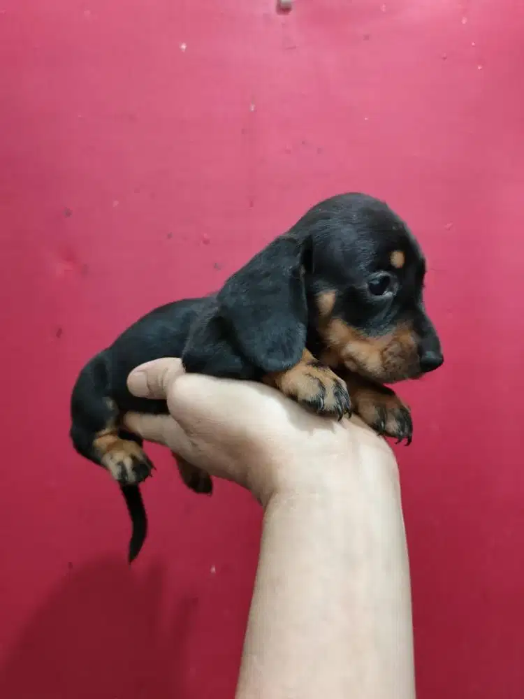 Anjing / puppies mini teckel betina