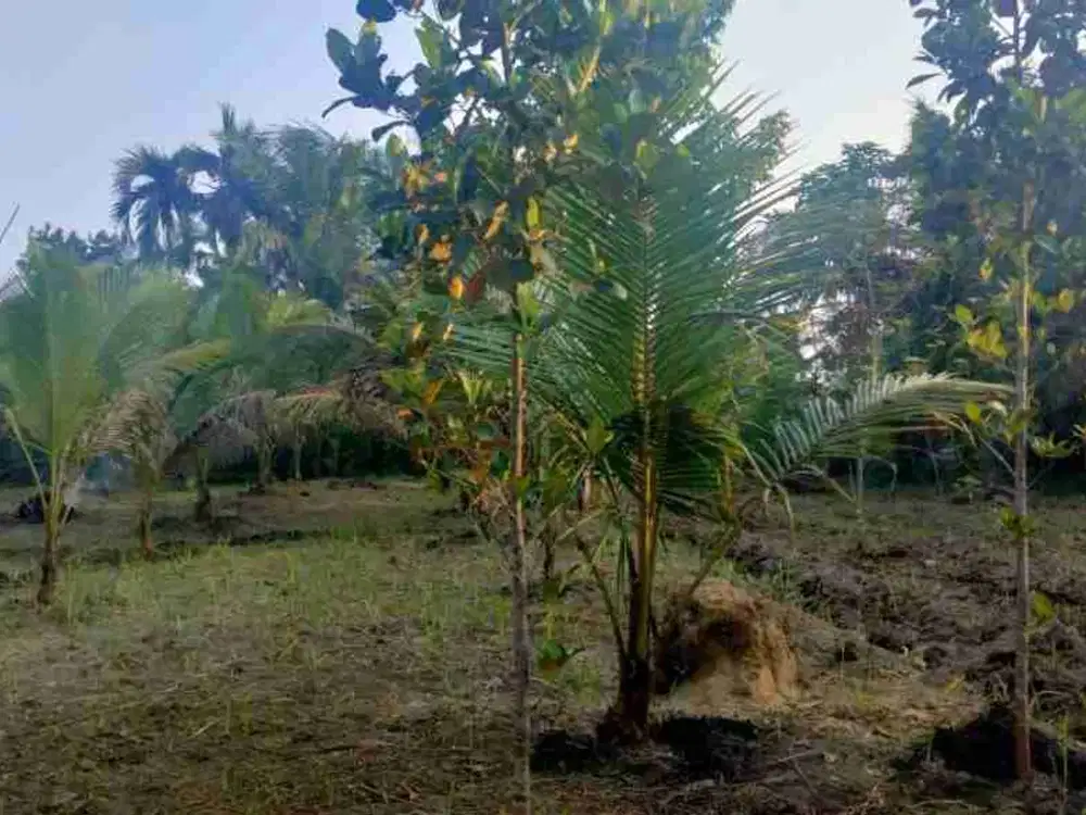 Dijual Tanah di Jl Purnama Rumbai Barat