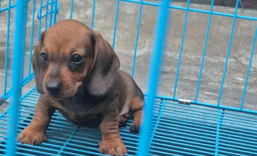 Anjing / puppies teckel cokelat