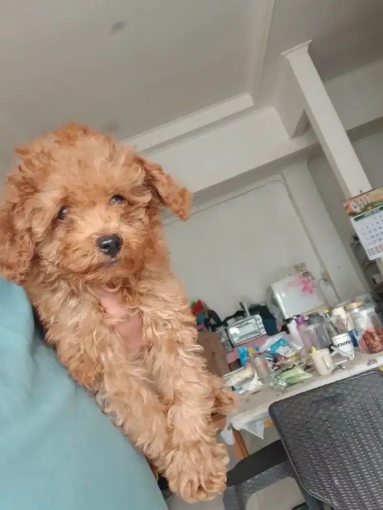 PUPPIES PUPPY Anak anjing Red Toy Poodle Pudel