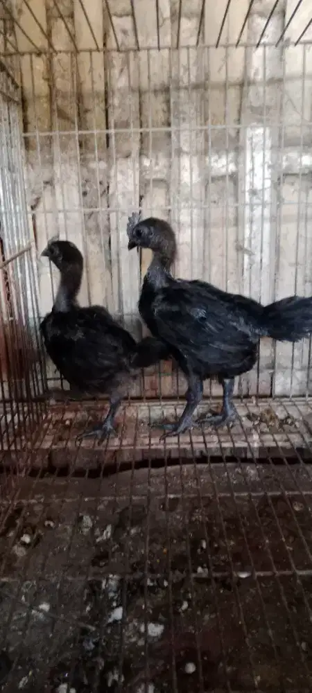 Ayam Cemani lidah abu