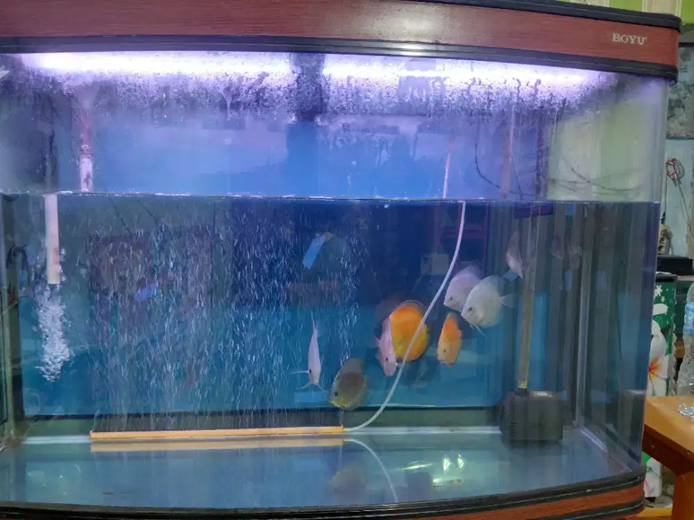 Jual ikan discus