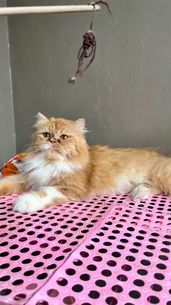 Kucing flatnose betina
