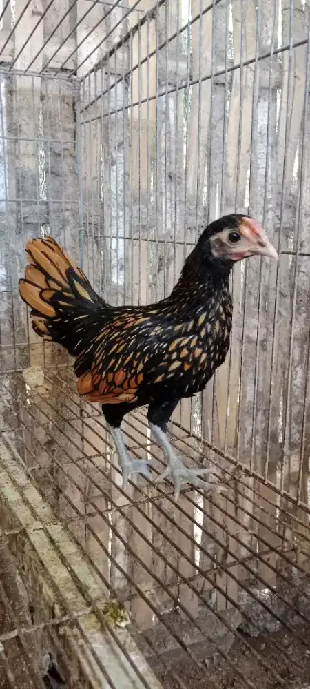 Ayam batik kanada gold laced sebright