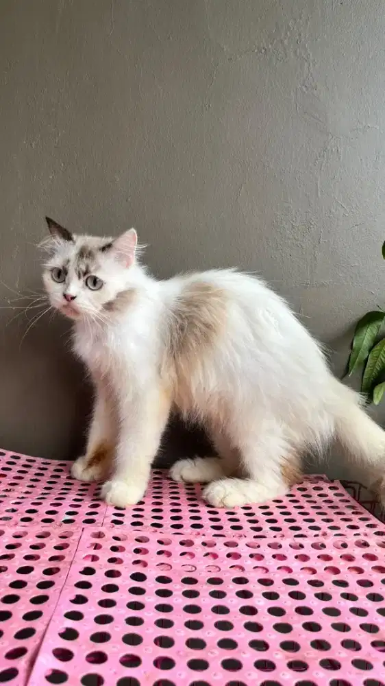Kucing himalaya betina 3 ekor