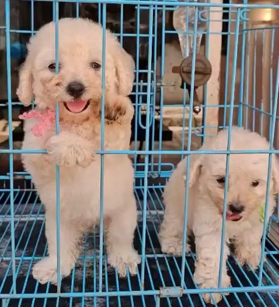 Anjing / puppies white toy poodle cute