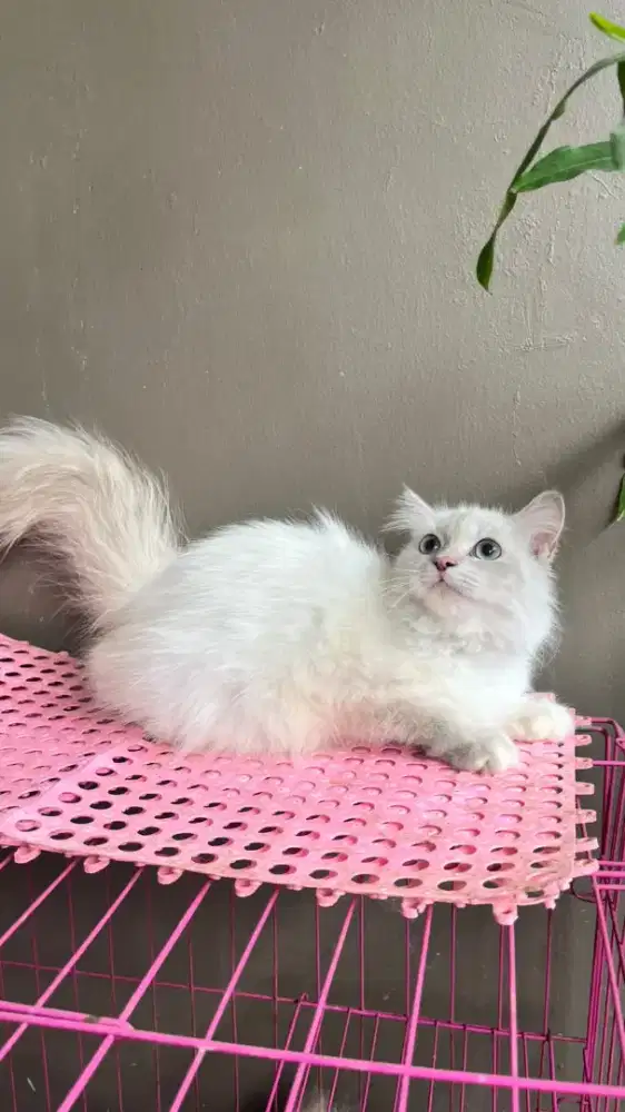 Kucing himalaya betina 5 bulan