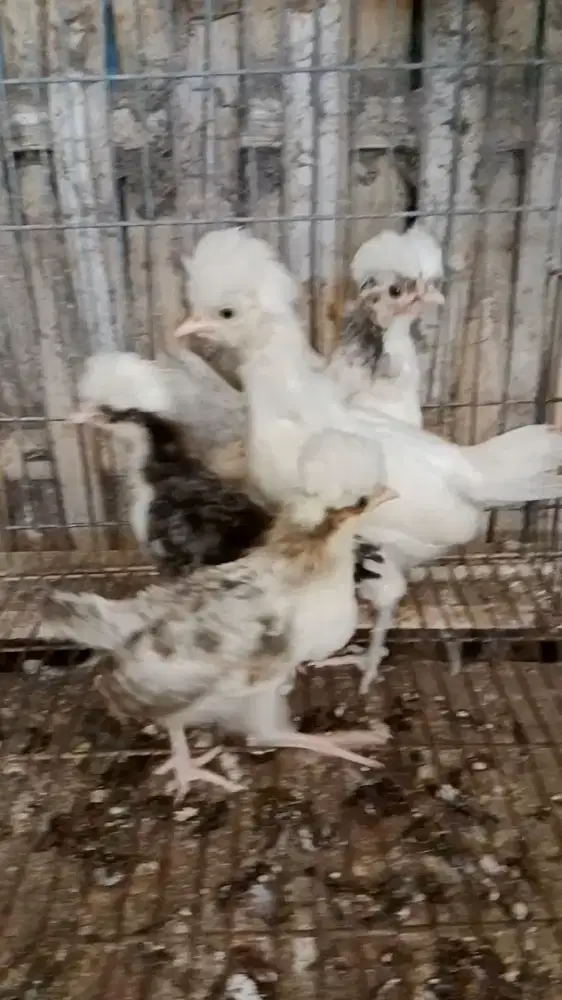 Ayam polan atau ayam Mahkota Jambul