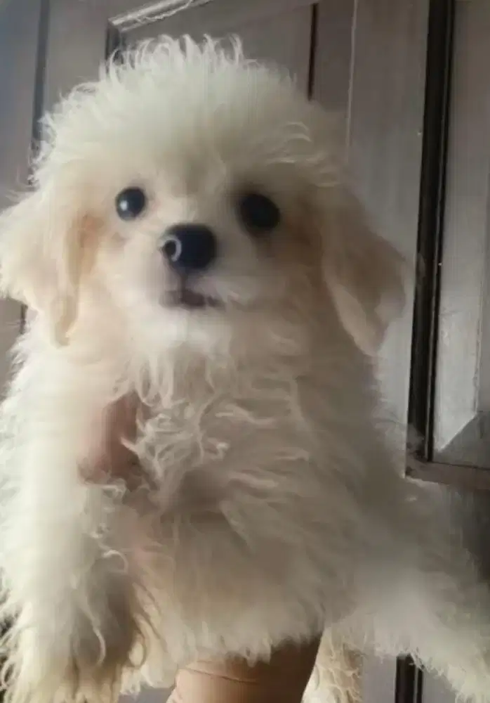 Anjing / puppies maltipoo jantan