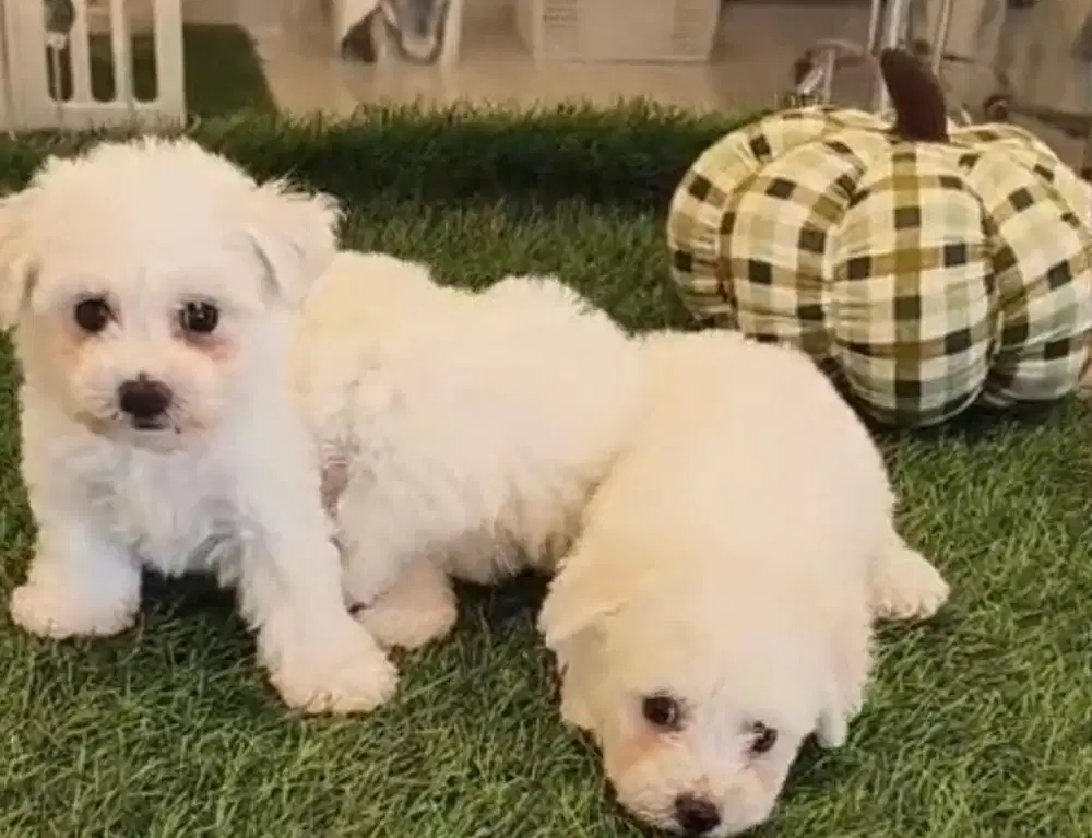Anjing/ puppies bichon frise cute