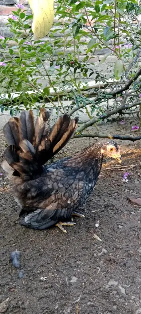 Ayam Kate Betina Remaja