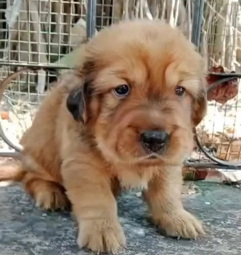 Anjing / puppies mix chow-chow