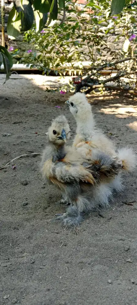 Ayam Amerikan Silky
