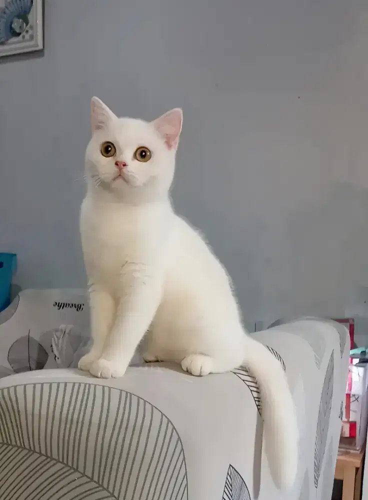 BRITISH SHORTHAIR / BSH WHITE