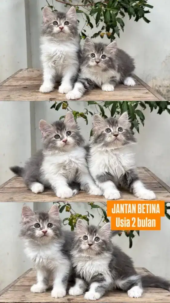 kucing kitten anakan anggora persia ragdoll himalaya mainecoon