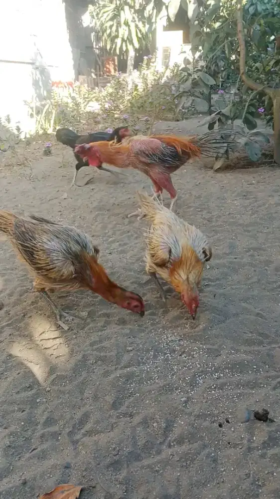 Ayam Rajekwesi ayam bulu sada cemara lidi