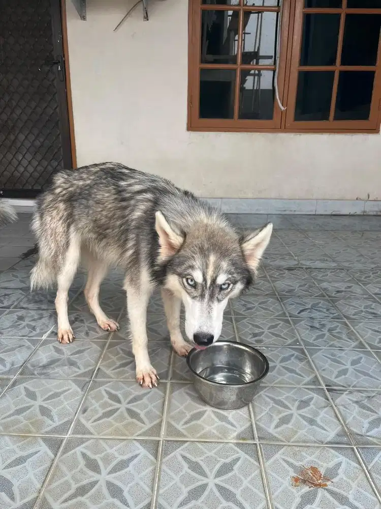 husky tampang serigala