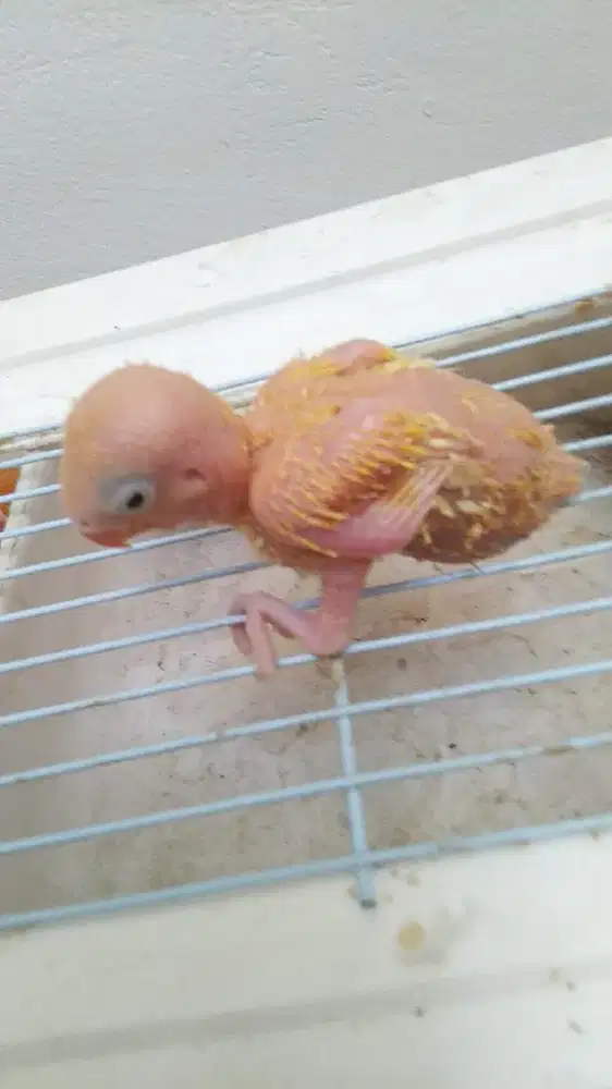 Jual anak lolohan lovebird lutino mata hitam umur 2 bulanan