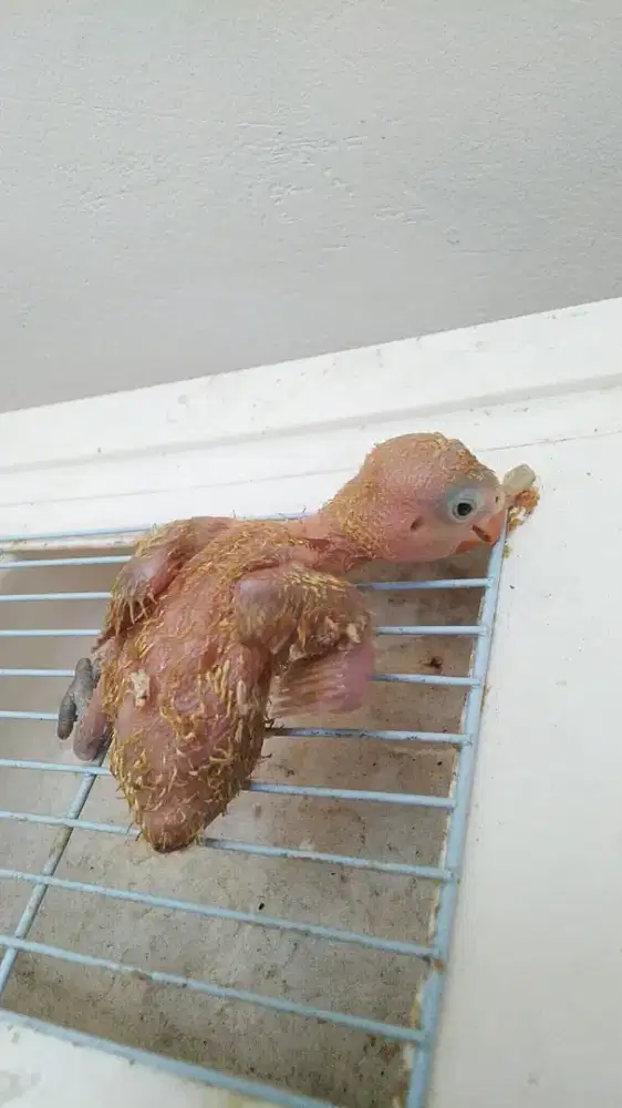 Jual anak lolohan lovebird lutino mata hitam umur 2 bulanan