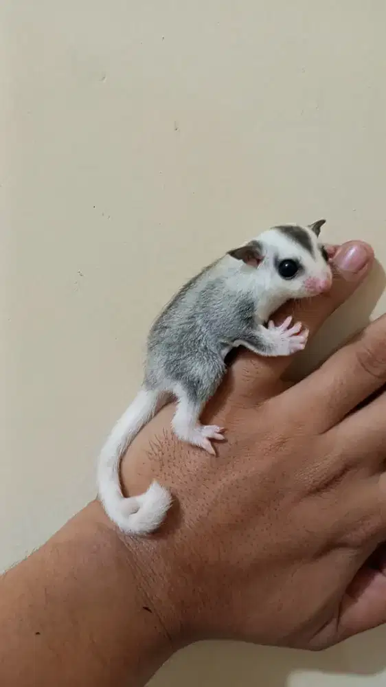 Sugar glider mozaik wf betina