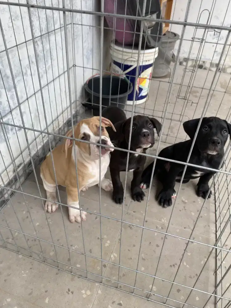 anakan pitbull umur 2 bulan