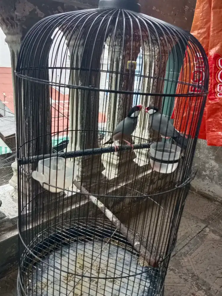Burung cantik sepasang