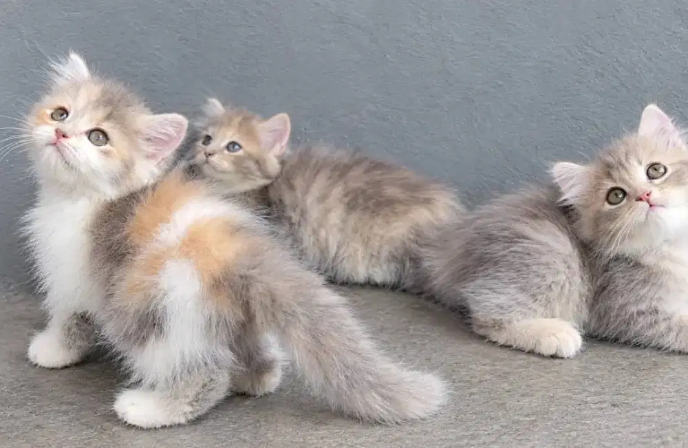 Persia gembul gembul betina