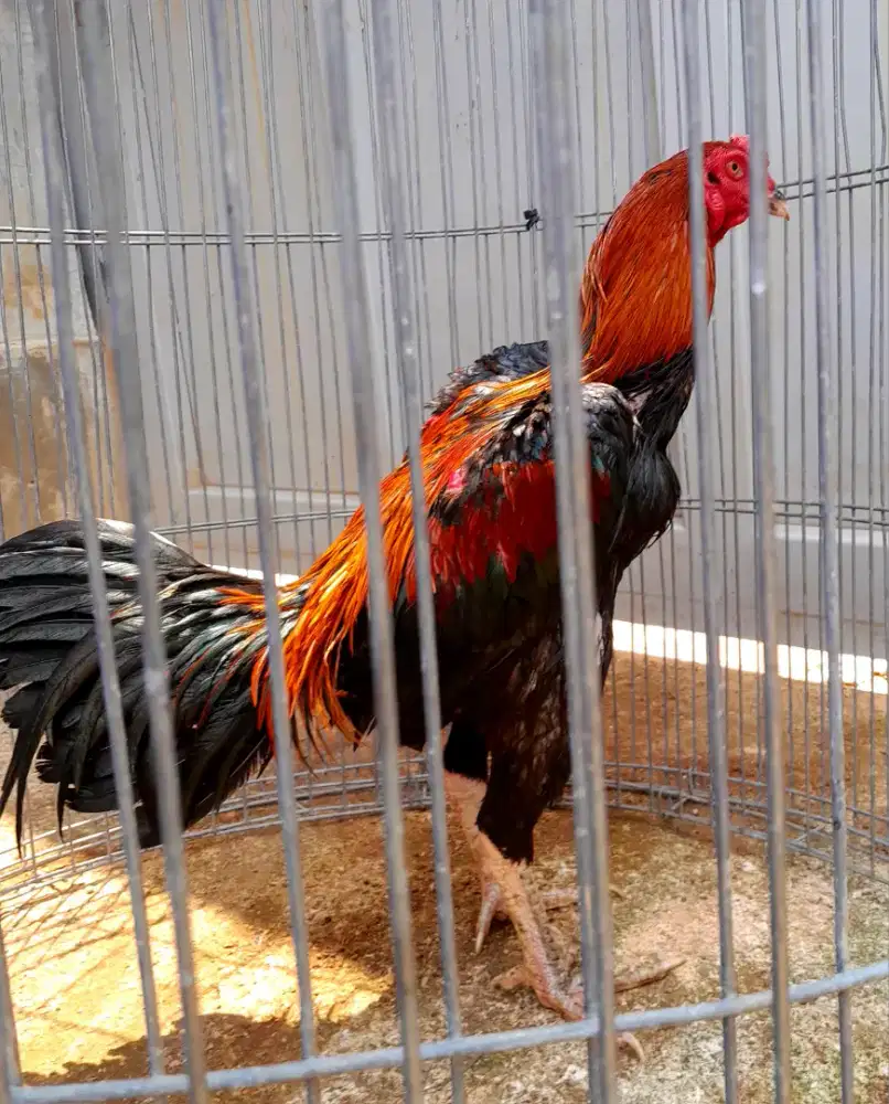 Ayam pakhoy trah juara