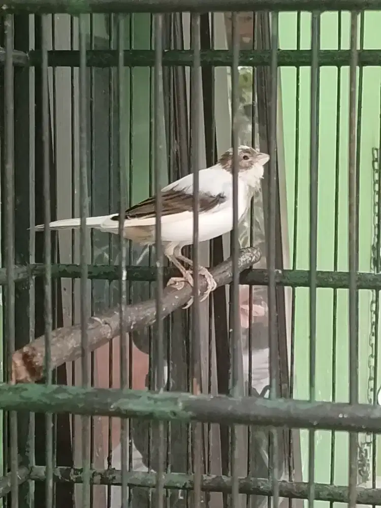 Kenari betina lokal