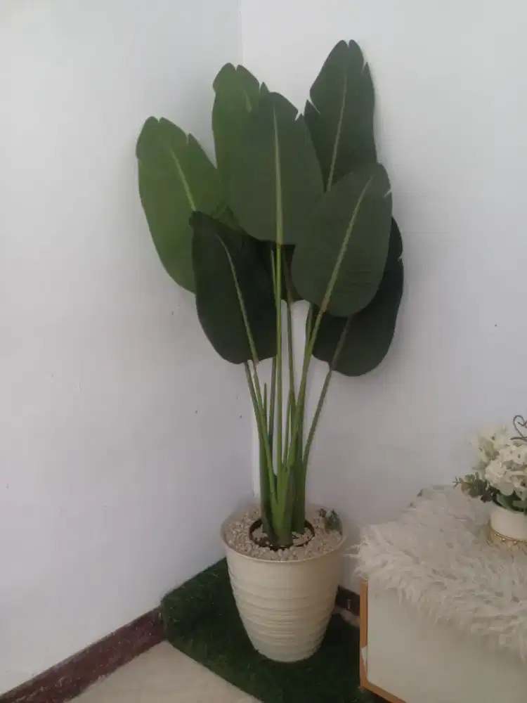 Pohon pisang hias 6 lembar