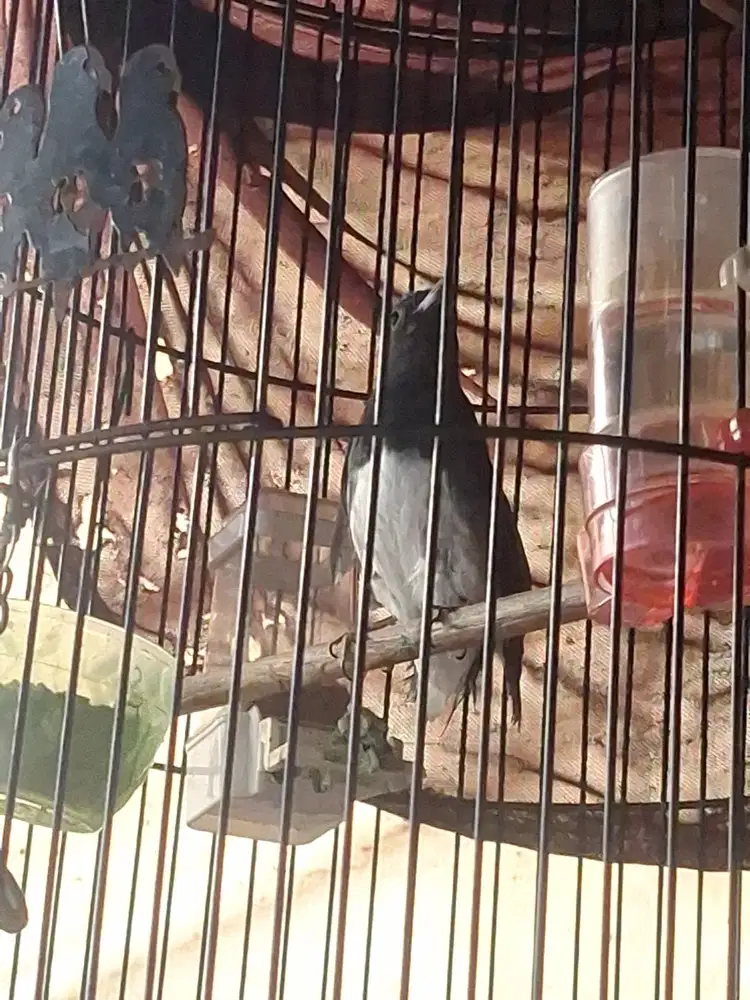 burung tledekan laut