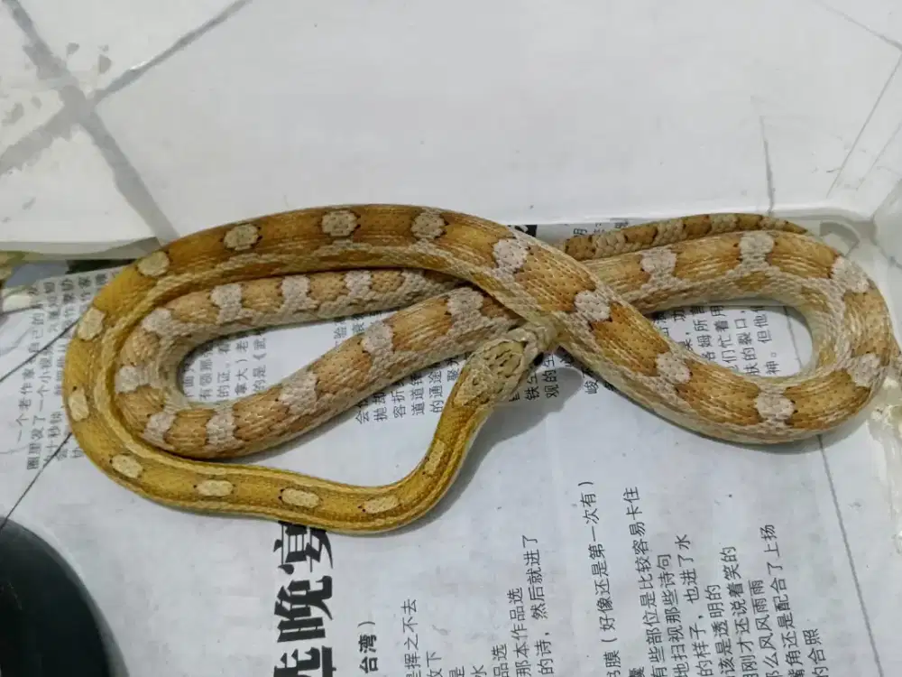 Corn Snake Motley Caramel