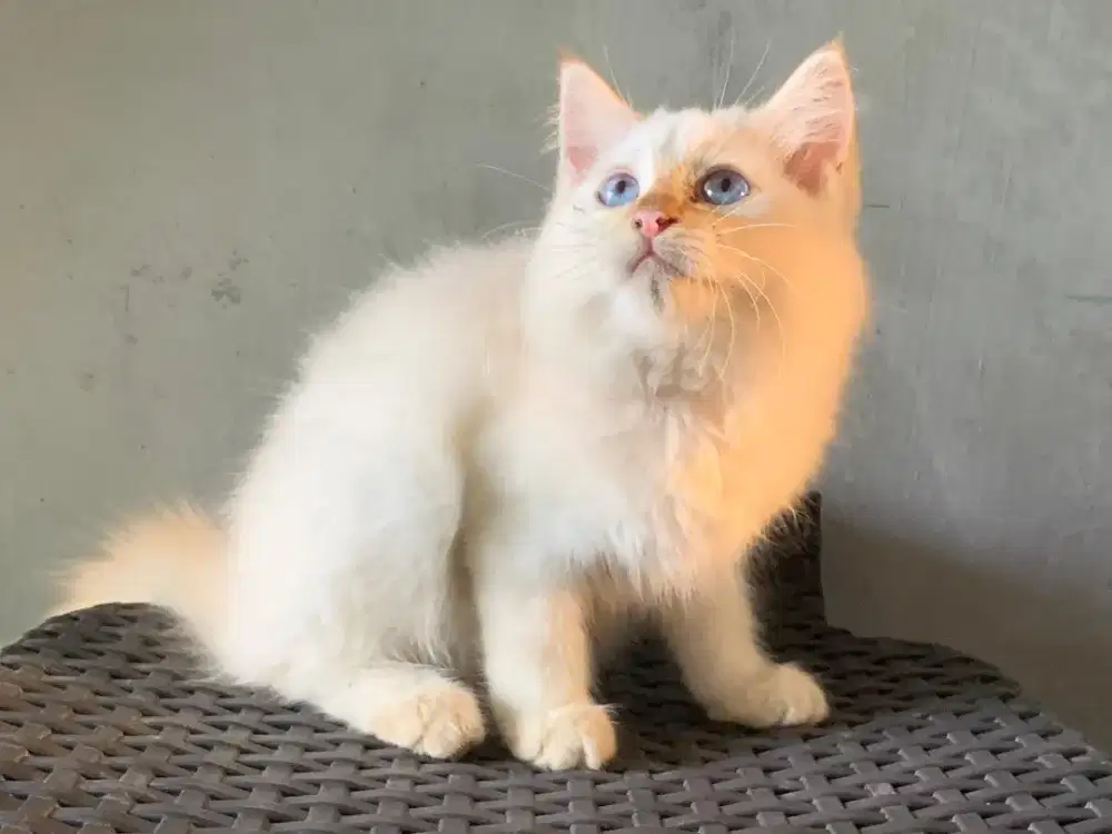 Himalaya red point kitten