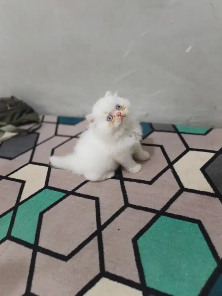 Kitten flatnose putih