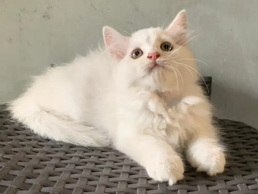 Persia kitten white