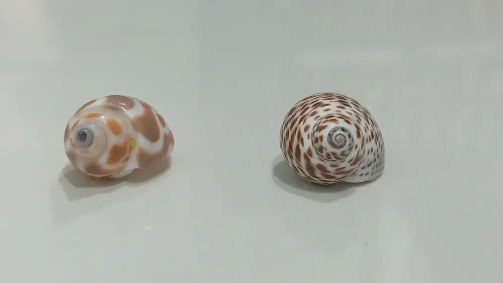 Hiasan akuarium kerang asli
