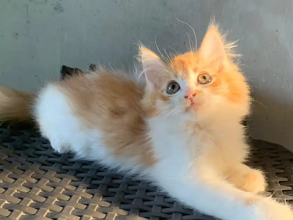 Persia kitten orange white